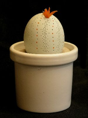 Kaktus