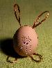 Hase